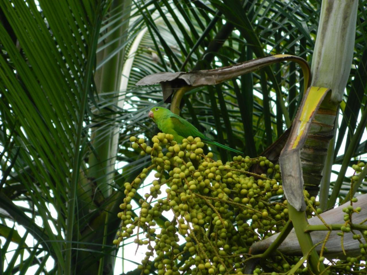 Solar Das Canoas Prumirim ウバトゥバ エクステリア 写真